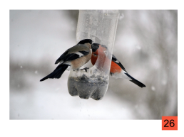 Классный час Покормите птиц зимой. 1-й класс, слайд 26