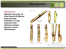 Способы размножения растений, слайд 23