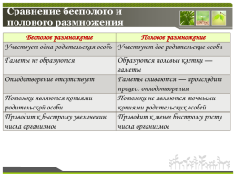 Способы размножения растений, слайд 32