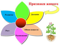 Питание растений, слайд 15