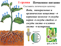 Питание растений, слайд 29