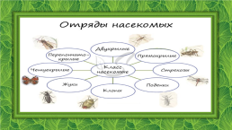Лабораторная работа № 6 «изучение представителей отрядов насекомых», слайд 2