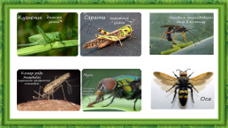Лабораторная работа № 6 «изучение представителей отрядов насекомых», слайд 3