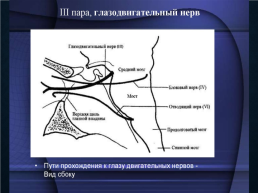 Функциональная анатомия черепных нервов, слайд 16