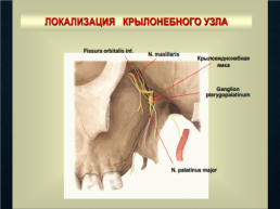 Функциональная анатомия черепных нервов, слайд 30