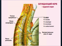 Функциональная анатомия черепных нервов, слайд 60