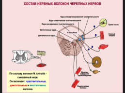 Функциональная анатомия черепных нервов, слайд 7