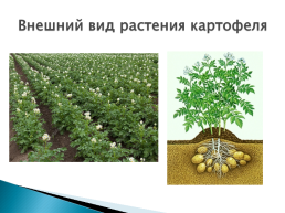 Строение растения картофеля, слайд 2