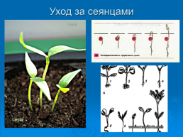 Выращивание бархатцев в комнатных условиях, слайд 15