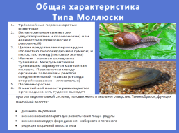 Тип моллюски, слайд 2