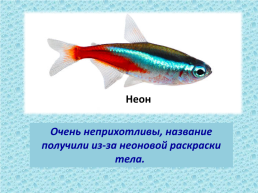 Рыбы, слайд 20