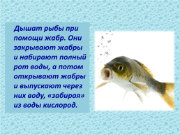 Рыбы, слайд 5