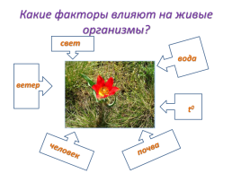 Экологические факторы среды, слайд 7