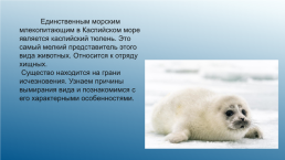 Каспийский тюлень. Каспийская нерпа, слайд 2