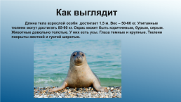 Каспийский тюлень. Каспийская нерпа, слайд 3