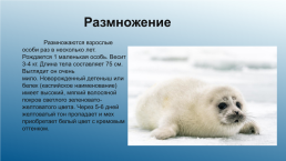 Каспийский тюлень. Каспийская нерпа, слайд 5