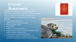 Каспийский тюлень. Каспийская нерпа, слайд 6