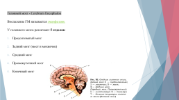 Анатомия и физиология центральной нервной системы, слайд 14