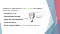 Анатомия и физиология центральной нервной системы, слайд 17
