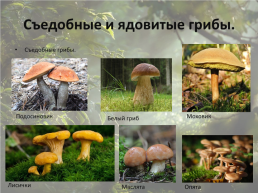 Съедобные и ядовитые грибы, слайд 3