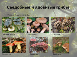 Съедобные и ядовитые грибы, слайд 4