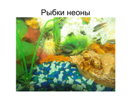 Как влияют аквариумные рыбы на здоровье человека., слайд 2
