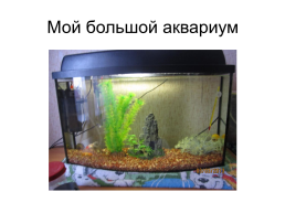 Как влияют аквариумные рыбы на здоровье человека., слайд 4