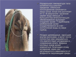Отряд мозоленогие верблюды, слайд 5