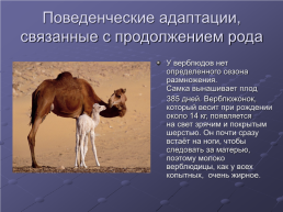 Отряд мозоленогие верблюды, слайд 7