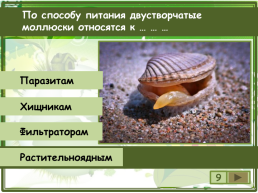 Сколько видов моллюсков сохранилось до настоящего времени?, слайд 10