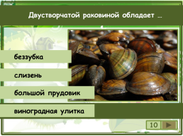Сколько видов моллюсков сохранилось до настоящего времени?, слайд 11