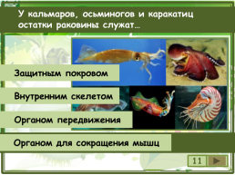 Сколько видов моллюсков сохранилось до настоящего времени?, слайд 12