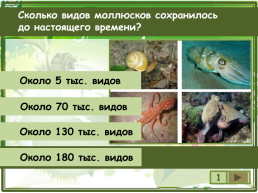 Сколько видов моллюсков сохранилось до настоящего времени?, слайд 2