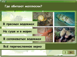 Сколько видов моллюсков сохранилось до настоящего времени?, слайд 4