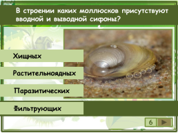Сколько видов моллюсков сохранилось до настоящего времени?, слайд 7