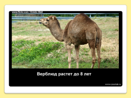 40 Интересных фактов о верблюдах, слайд 25