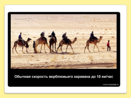 40 Интересных фактов о верблюдах, слайд 27