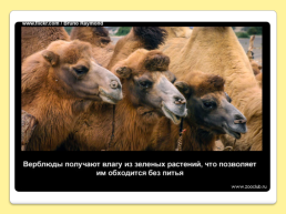40 Интересных фактов о верблюдах, слайд 7