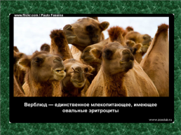 20 Научных фактов о верблюдах, слайд 12