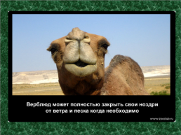 20 Научных фактов о верблюдах, слайд 13