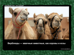20 Научных фактов о верблюдах, слайд 15