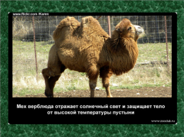 20 Научных фактов о верблюдах, слайд 16