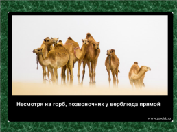 20 Научных фактов о верблюдах, слайд 2
