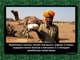 20 Научных фактов о верблюдах, слайд 20