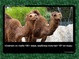 20 Научных фактов о верблюдах, слайд 3