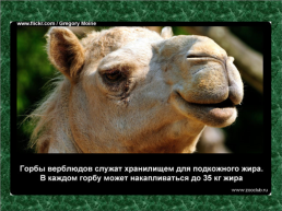 20 Научных фактов о верблюдах, слайд 4