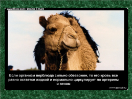 20 Научных фактов о верблюдах, слайд 6