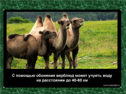 20 Научных фактов о верблюдах, слайд 8