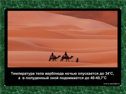 20 Научных фактов о верблюдах, слайд 9