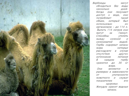 Верблюд – «Царь» домашних животных, слайд 10